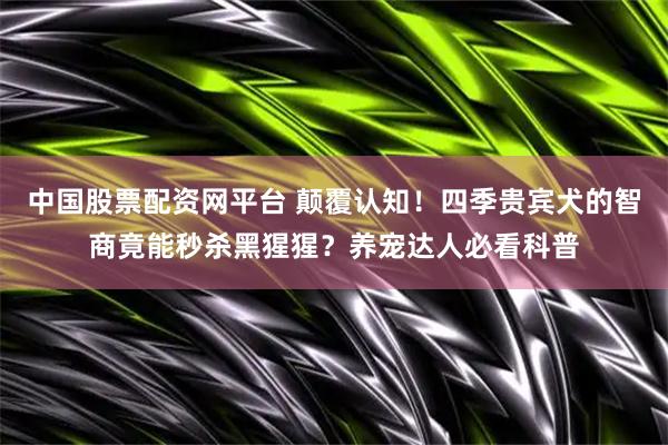 中国股票配资网平台 颠覆认知！四季贵宾犬的智商竟能秒杀黑猩猩？养宠达人必看科普